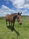 Super cheval CSO