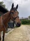 Super cheval CSO