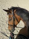 Super cheval CSO