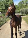 Poulain à vendre