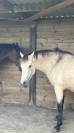poney à confier