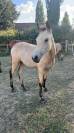 poney à confier