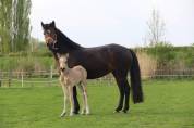 poney à confier