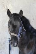 poney  de compagnie ou loisir