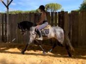 Cheval PRE 