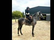 Cheval PRE 