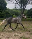 Cheval PRE 
