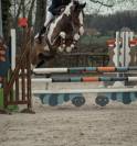 Cheval pie à vendre