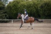 Cheval pie à vendre