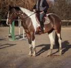 Cheval pie à vendre