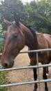 Trotteur 3 ans reformé 