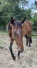 Trotteur 3 ans reformé 