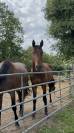 Trotteur 3 ans reformé 