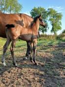 Zirocco blue x taloubet z