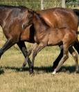 Zirocco blue x taloubet z