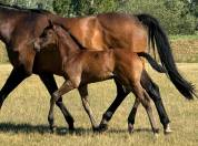 Zirocco blue x taloubet z