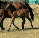 Zirocco blue x taloubet z