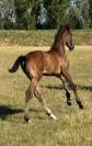 Zirocco blue x taloubet z