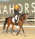 Vendo pony da dressage