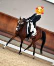 Vendo pony da dressage
