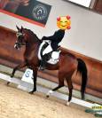 Vendo pony da dressage