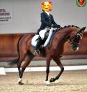 Vendo pony da dressage