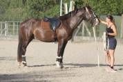 Hongre AES Anglo-European Studbook 5 ans (KWPN x PSL)