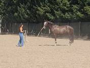 Hongre AES Anglo-European Studbook 5 ans (KWPN x PSL)