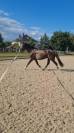Hongre AES Anglo-European Studbook 5 ans (KWPN x PSL)