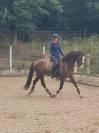 Hongre AES Anglo-European Studbook 5 ans (KWPN x PSL)