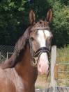 Hongre AES Anglo-European Studbook 5 ans (KWPN x PSL)