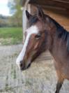 Poney welsh PB 