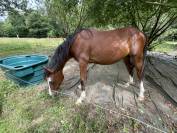 Poney welsh PB 
