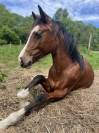 Poney welsh PB 