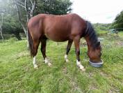 Poney welsh PB 