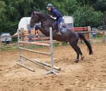 A vendre chevaux de 4 ans avec de très bonnes origines 