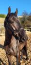 A vendre chevaux de 4 ans avec de très bonnes origines 