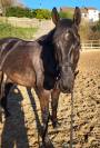 A vendre chevaux de 4 ans avec de très bonnes origines 