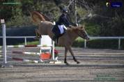 IN VENDITA PONY SALTO OSTACOLI ⭐️
