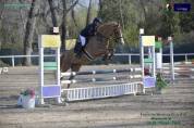 IN VENDITA PONY SALTO OSTACOLI ⭐️