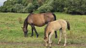 Foal Z isabelle