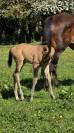 Foal Z isabelle
