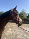Ponette onc 