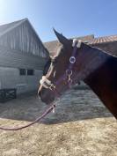 Ponette onc 