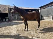 Ponette onc 