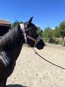 Ponette onc 