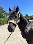 Ponette onc 