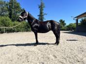 Ponette onc 