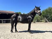 Ponette onc 