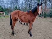 Pouliche selle fran&ccedil;ais Conte Bellini x Canturo